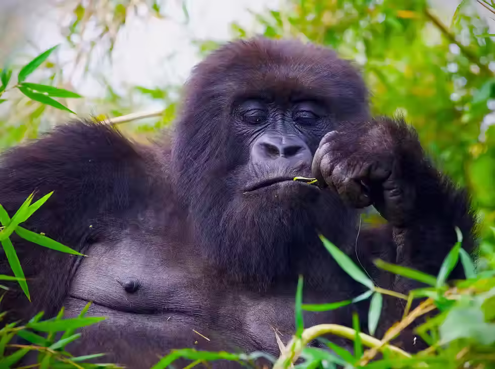 A powerful mountain gorilla chewing on green leaves amidst thick tropical rainforest greenery during a Ugandan wilderness expedition.