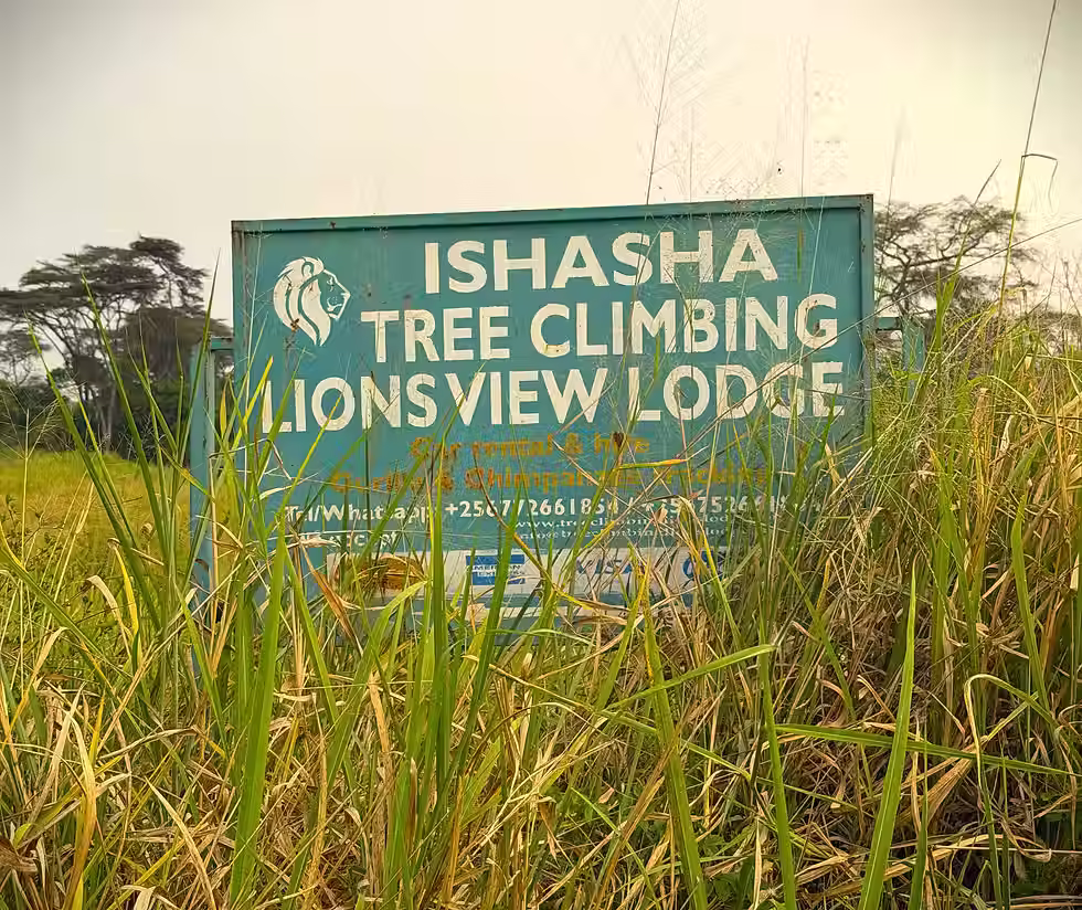 Tree-climbing lions in Uganda’s Queen Elizabeth National Park Ishasha sector, resting in acacia trees during a rare wildlife safari sighting.