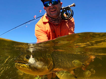 Golden Dorado Fishing Argentina