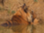 Wildlife Photo of a tiger