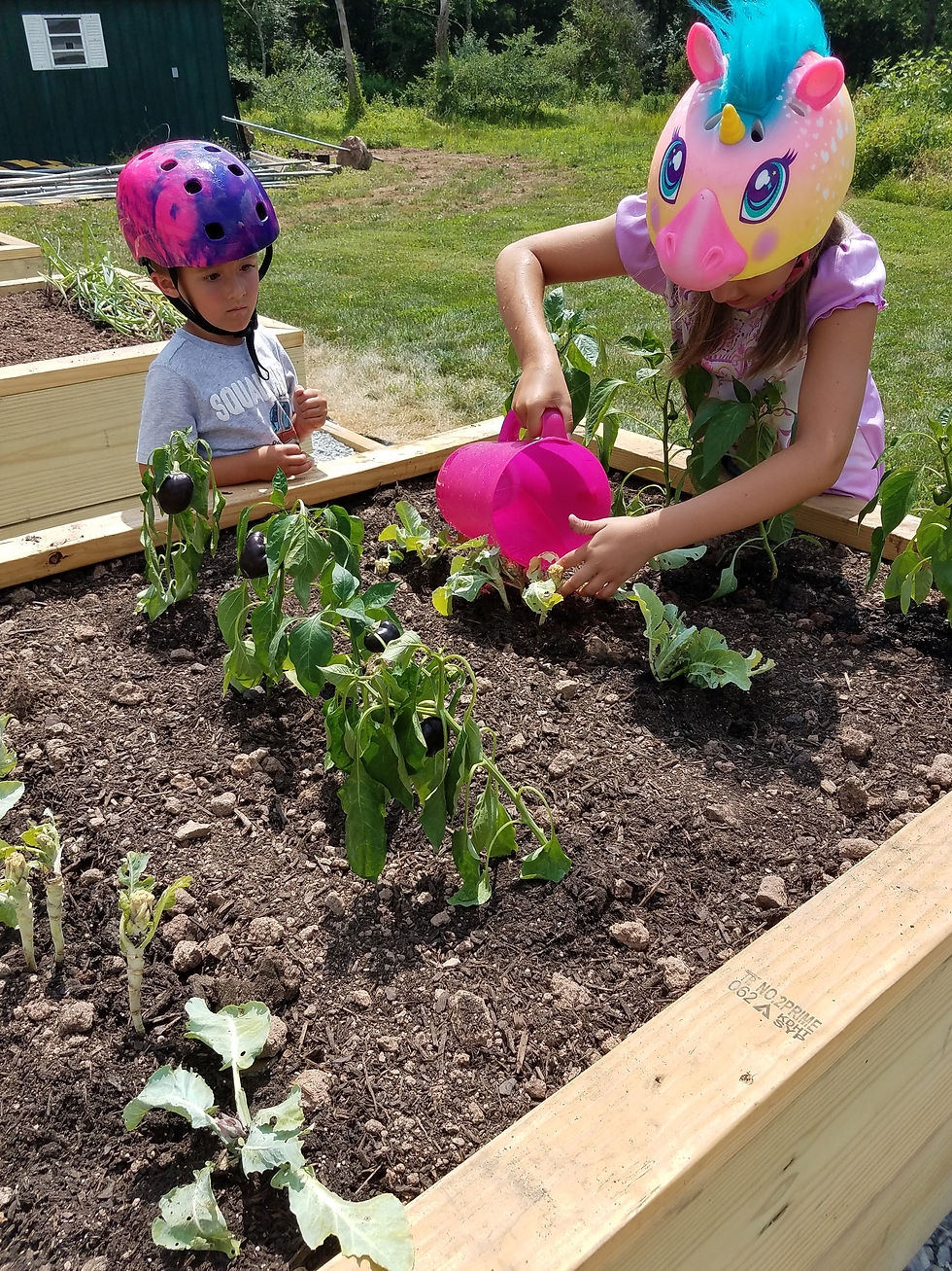 garden 1