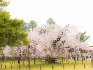お宮参り出張撮影 上賀茂神社