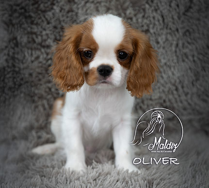 OLIVER (CAVALIER) - 006.jpg