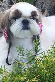 13151735_968091056645002_3768436530314711190_n (1)_edited.jpg