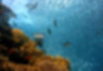 beautiful coral reefs and tropical fishes in batam