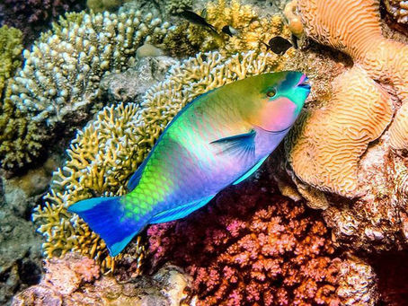 Marine Life Around Batam Private Islands