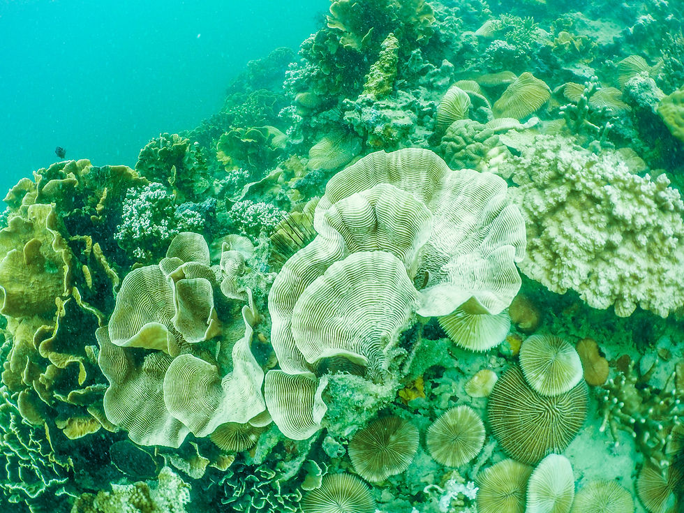 explore the beauty of underwater world in batam while scuba diving in batam