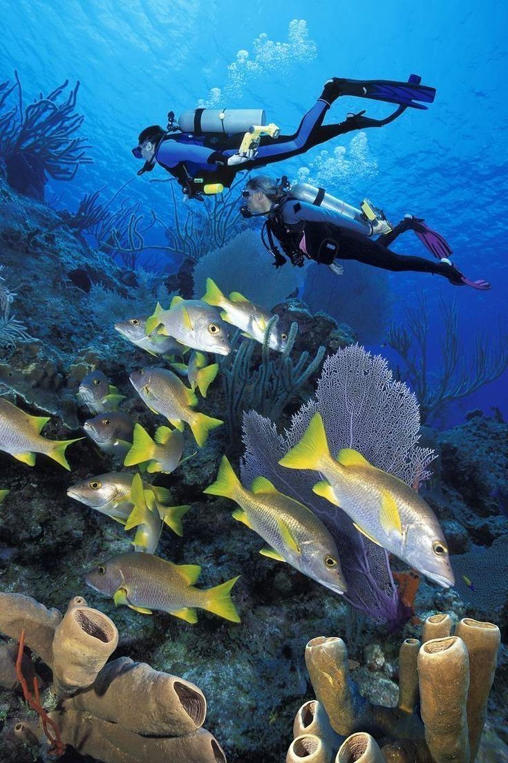 Two scuba divers exploring clear blue water above a vibrant coral reef surrounded by yellow tropical fish in Batam