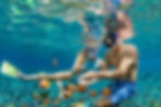 beautiful coral reefs in batam while snorkeling, at twin private island