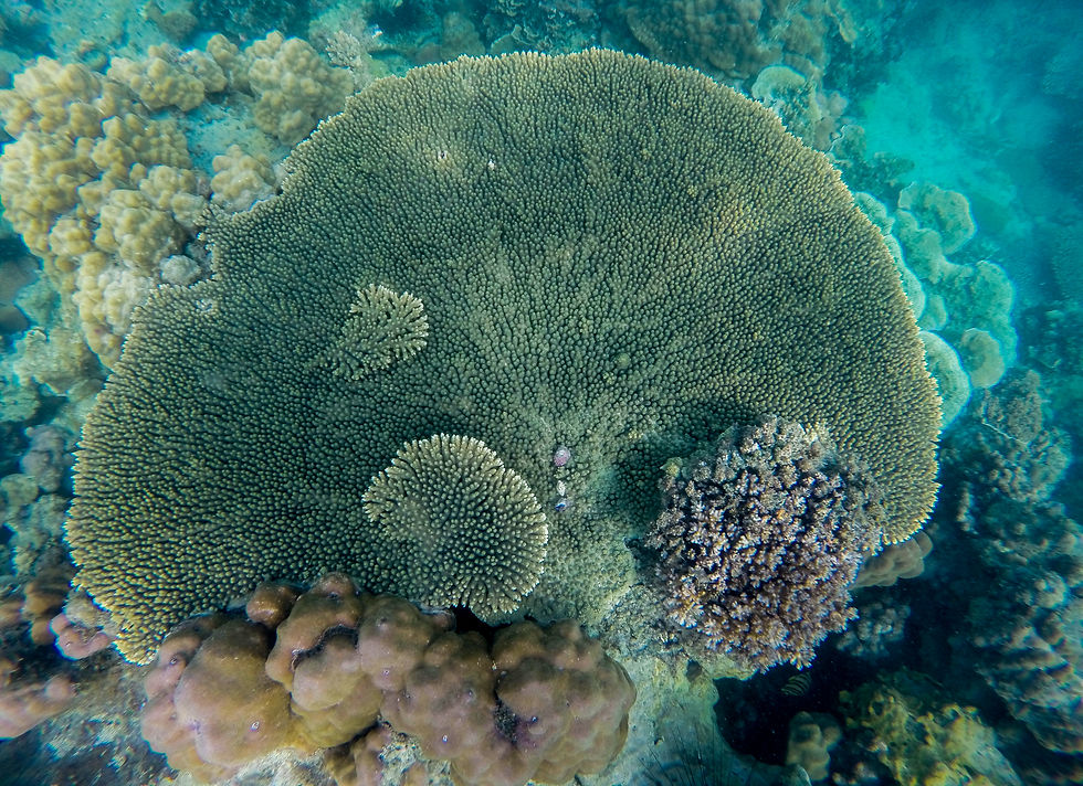 beautiful coral reefs at twin private island batam