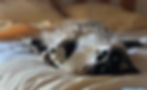 Bootsie