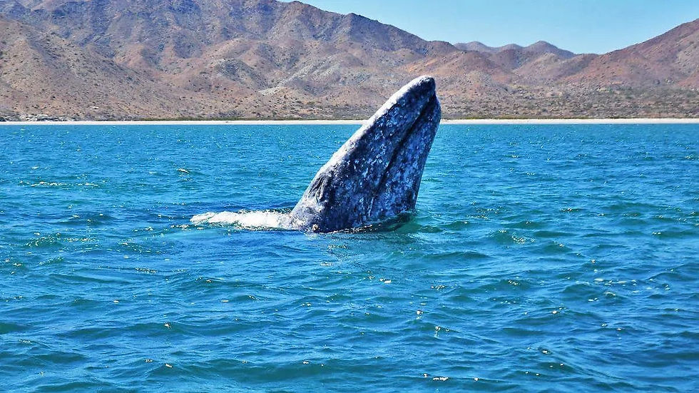 Temporada de avistamiento de ballena gris 2025 2026 en Baja California Sur