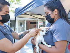 Módulos de vacunación antirrábica gratuita en La Paz
