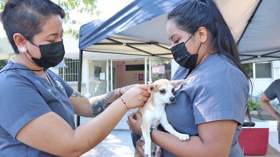 Módulos de vacunación antirrábica gratuita en La Paz