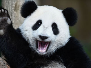 Día Mundial de la Sonrisa: beneficios de sonreír para la salud física y mental