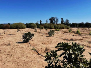 Producción de higo en Baja California Sur