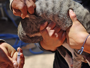 Campaña de vacunación antirrábica para perros y gatos en La Paz