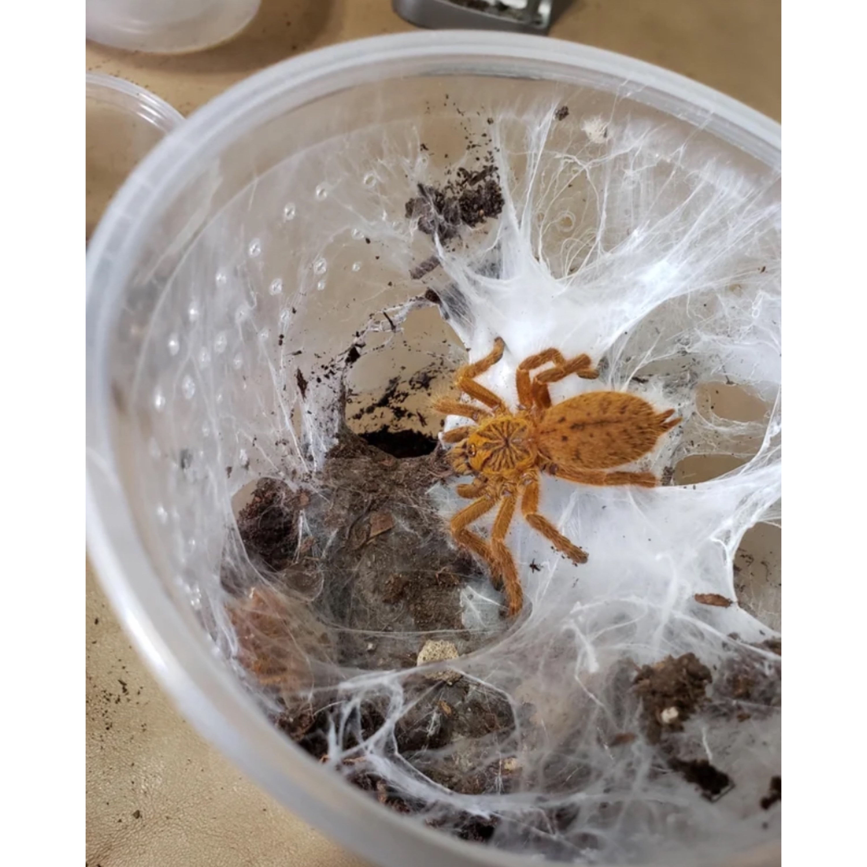 OBT Tarantula 
