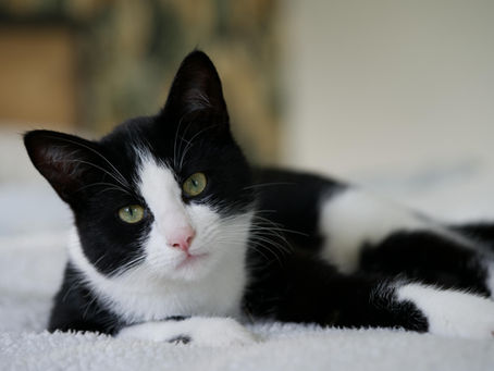 A tuxedo cat stares intently.