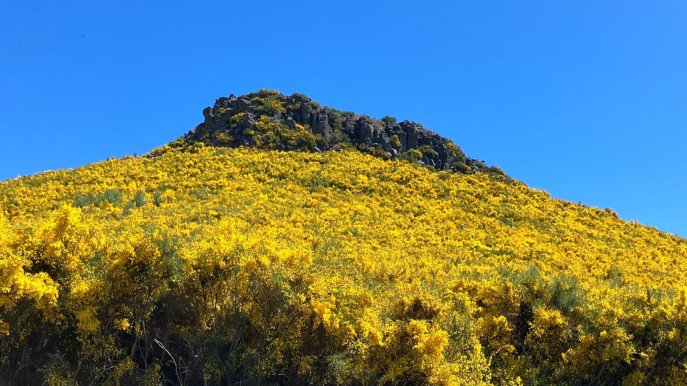 Yellow broom in bloom... Madeira island, June 2025