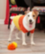 dog wearing candy corn coloured sweater