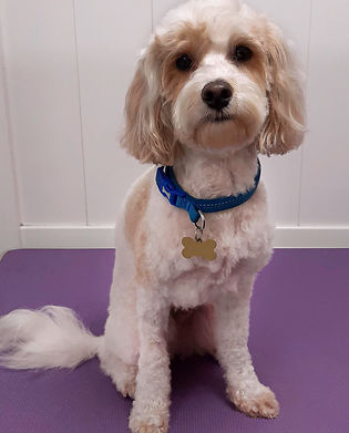 Dog Grooming gosport Alex and the hounds affordable town professional grooming groomers