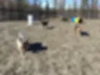 ABC K-9 Fun, ABC K9 Fairbanks, Dog grooming Fairbanks AK, Dog boarding Fairbanks AK, Dog daycare Fairbanks AK, Dog training