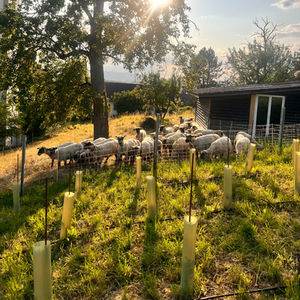 Pflege der Jungreben Juni 25