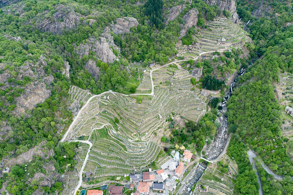 cantinaCarema_img001.jpg