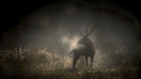 Le chant des fôrets – Das Flüstern der Wälder