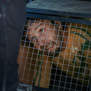 Streaming: Euthanizer