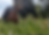 Miniature : Thym