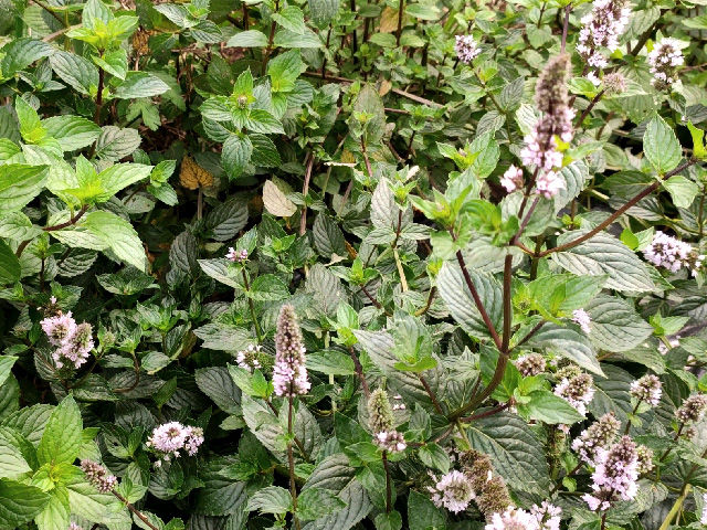 Miniature : Menthe poivrée