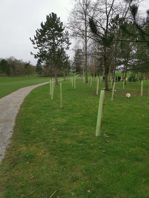 Protecting Our Future: A Guide to the New Local Rule for Young Trees