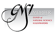 Guild of Natural Science Illustrators