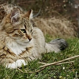 טיפול בחתולים