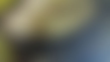 Brochet à l'alsacienne