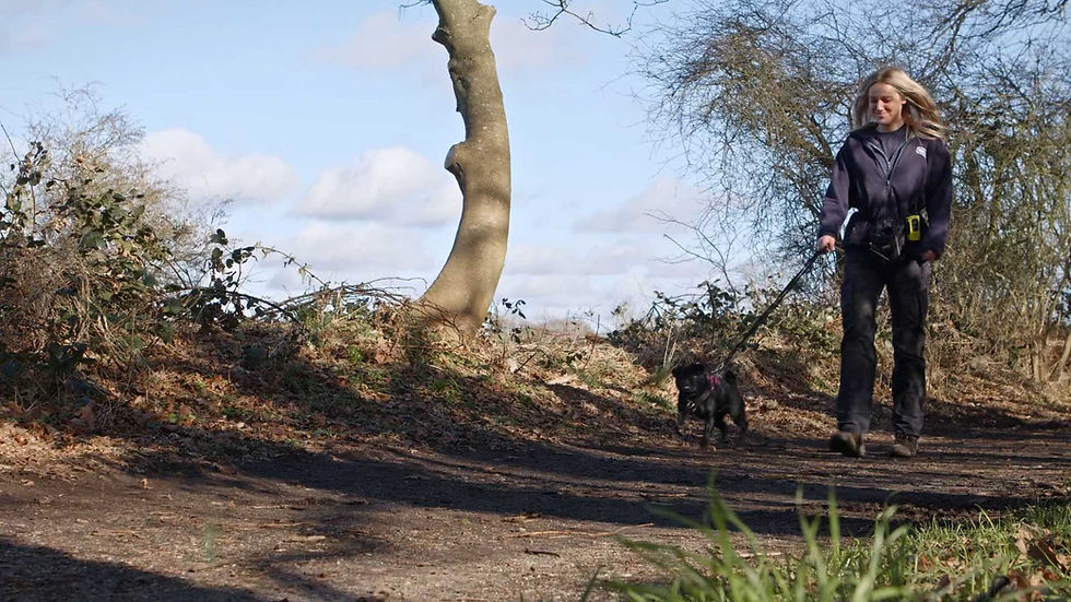 RSPCA dog trainer walking pug down country road