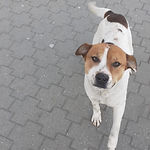 Putnoki kóbor kutya