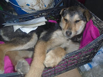 Szafira, a táblási iskola melleti árokból