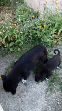 Járdaházi kutyusok