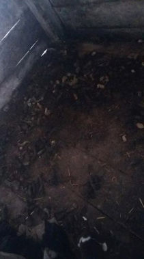 Norina és egy kicsinyének az elözö helye