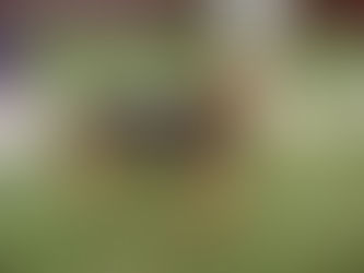 Kazinzbarcikai kutya