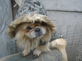 Örökbeadva! Pompom