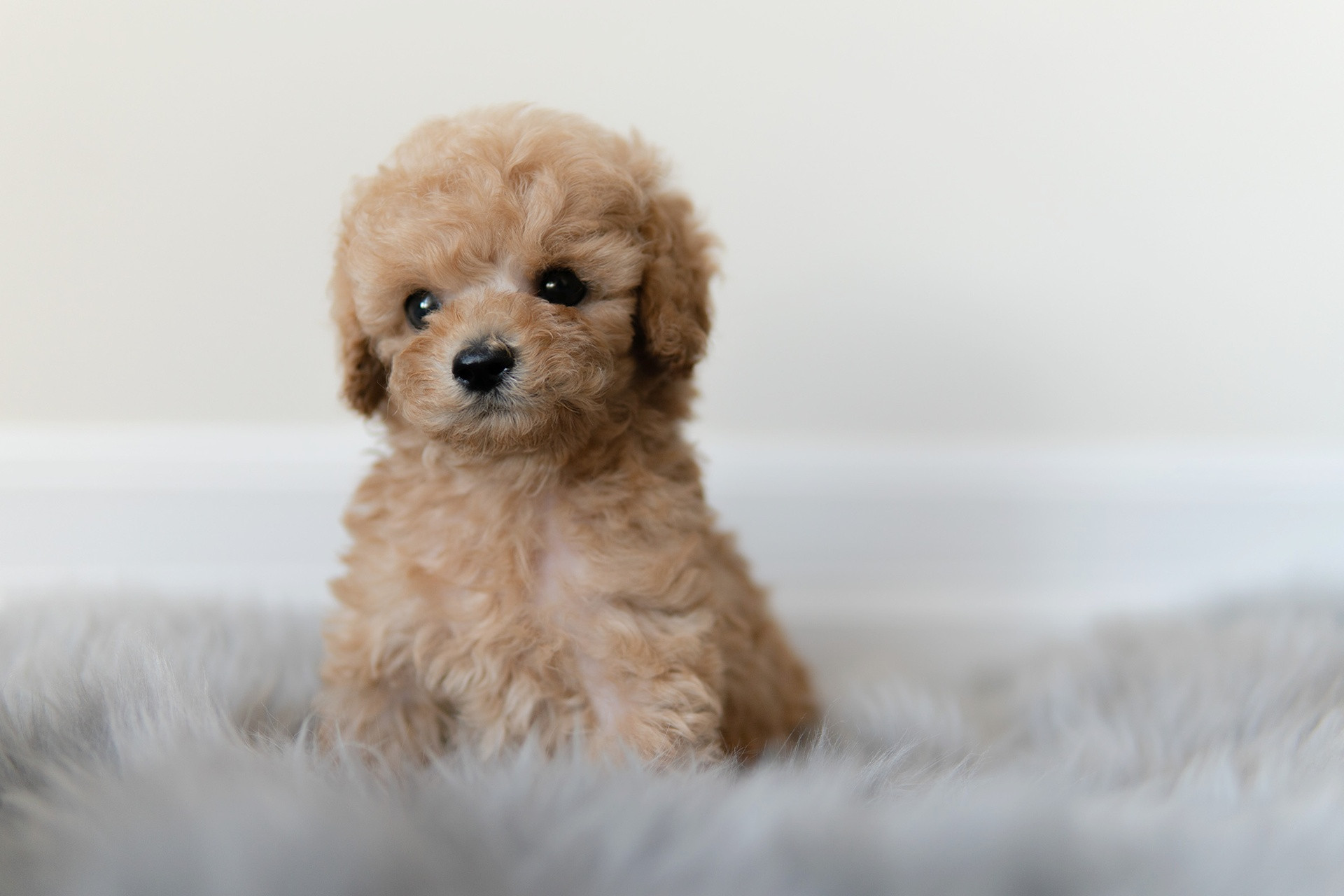 Sold Teacup Puppies Little Cups Toronto, GTA Canada