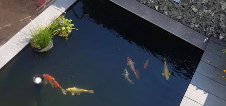 Teich mit Kois