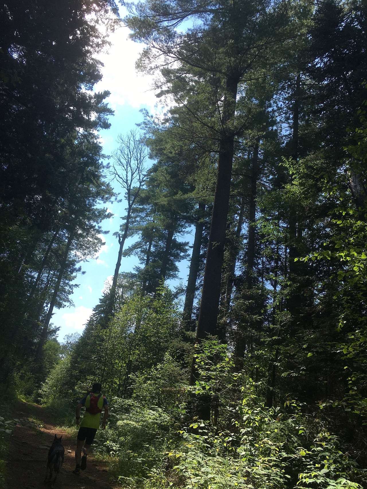 Tall trees