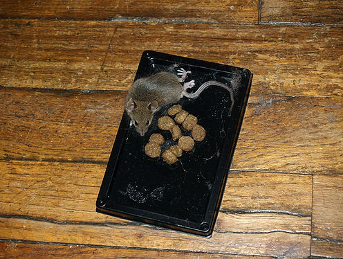 Glue trap picture for website_edited.jpg