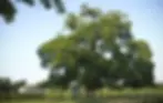 comfortmaple.webp