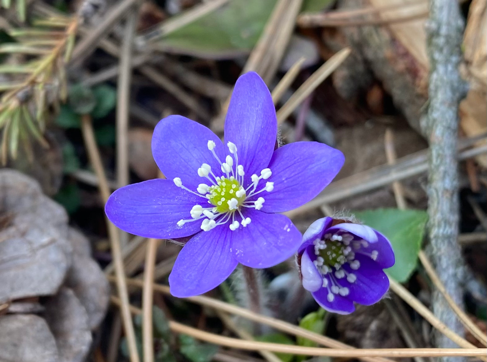 Leberblümchen